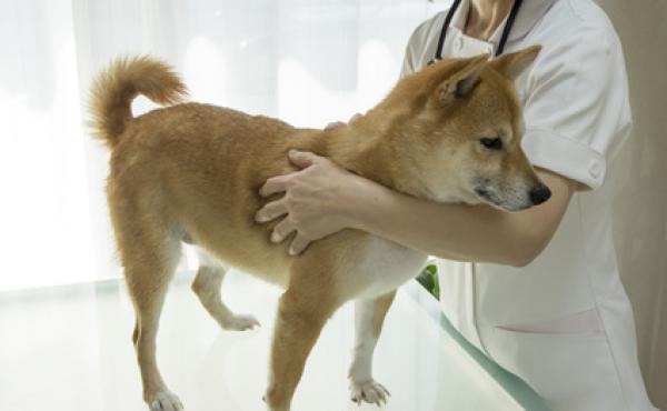 愛犬・愛猫の知識としてはもちろん、今の仕事のスキルアップとしても活用できる!