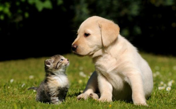犬・猫の幸せな一生を支えるペット看護&セラピーエキスパートとは?